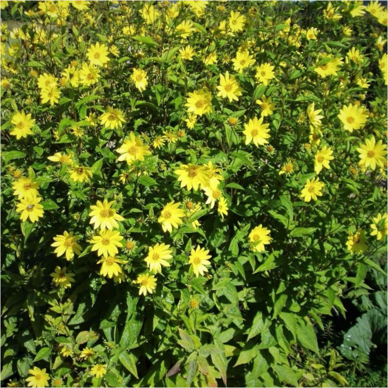 Helianthus Lemon Queen - Staudesolsikke