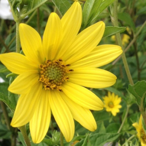 Helianthus microcephalus - Staudesolsikke