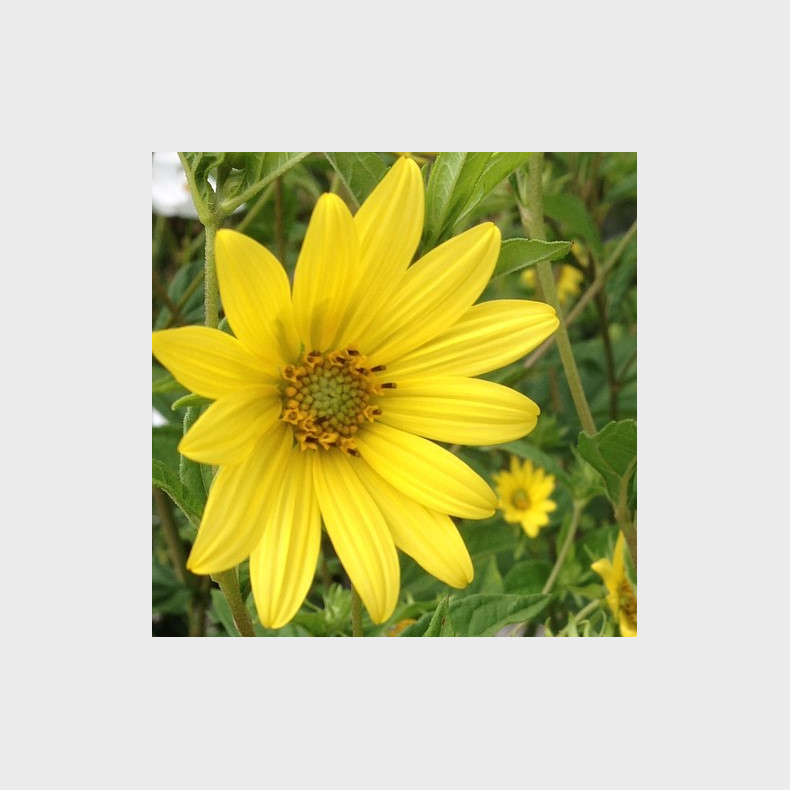 Helianthus microcephalus - Staudesolsikke