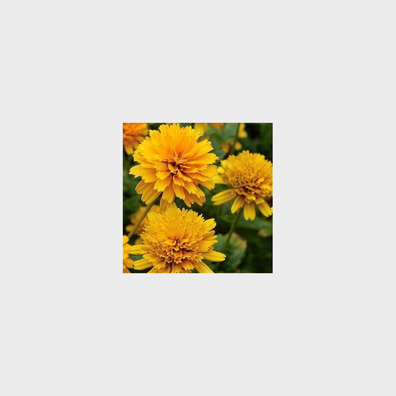 Heliopsis helianthoides Asahi - Dagje