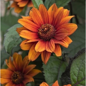 Heliopsis helianthoides Bleeding Hearts - Dag�je