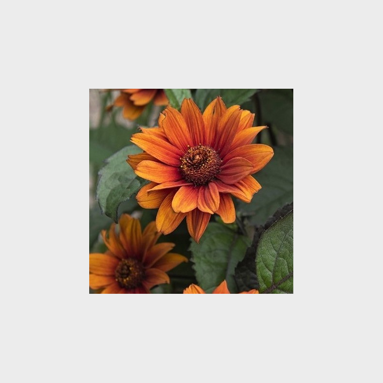 Heliopsis helianthoides Bleeding Hearts - Dag�je
