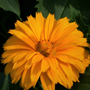Heliopsis scabra Goldgrunherz -  Dagje