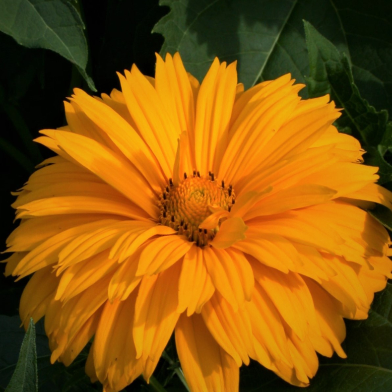 Heliopsis scabra Goldgrunherz -  Dagje