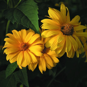 Heliopsis scabra Karat - Dagje