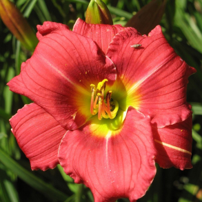Hemerocallis Anneliese Frevert - Daglilje
