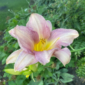 Hemerocallis Catherine Woodbury - Daglilje 1,5L