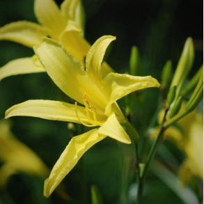 Hemerocallis citrina - Daglilje 1,5L