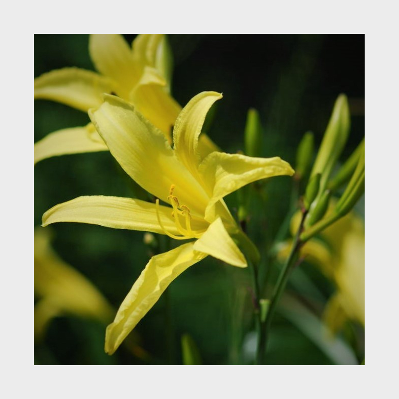 Hemerocallis citrina - Daglilje 1,5L