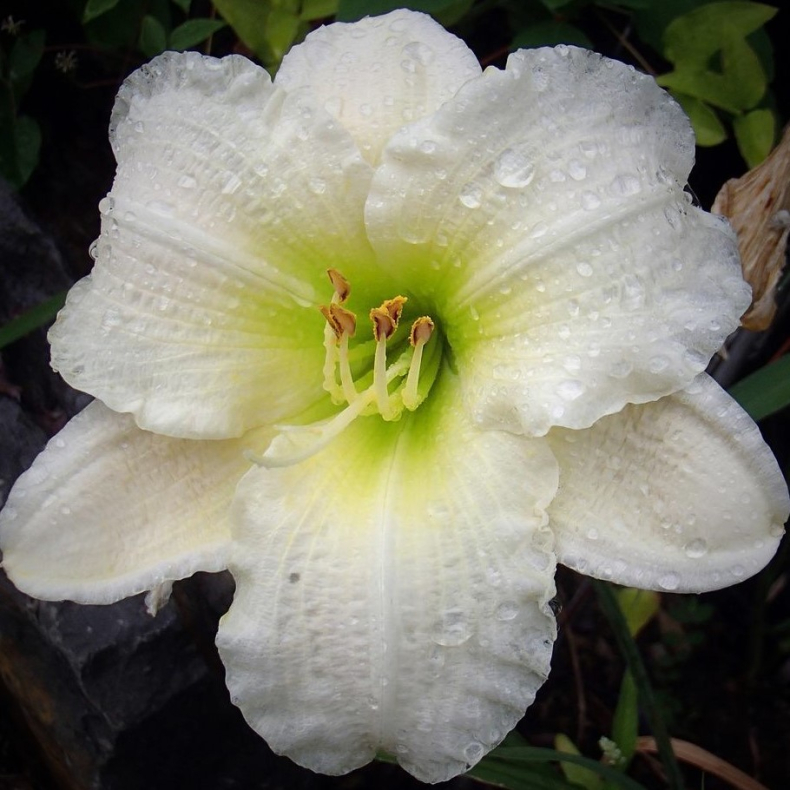 Hemerocallis Gentle Shepherd - Daglilje