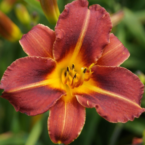Hemerocallis Pfennigparade - Daglilje