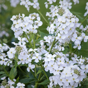 Hesperis matronalis Alba - Natviol Vellugtende aftenstjerne