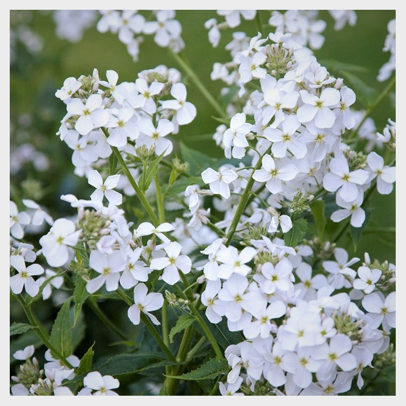 Hesperis matronalis Alba - Natviol Vellugtende aftenstjerne