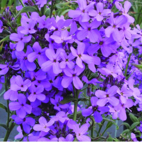 Hesperis matronalis Violet - Natviol