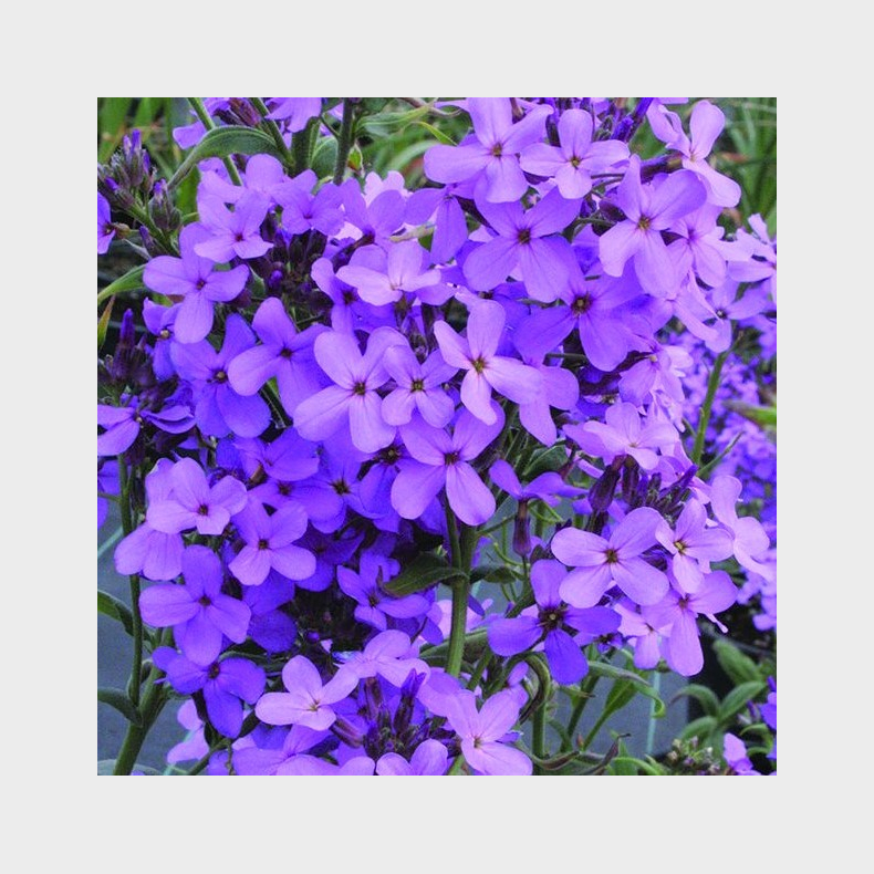 Hesperis matronalis Violet - Natviol