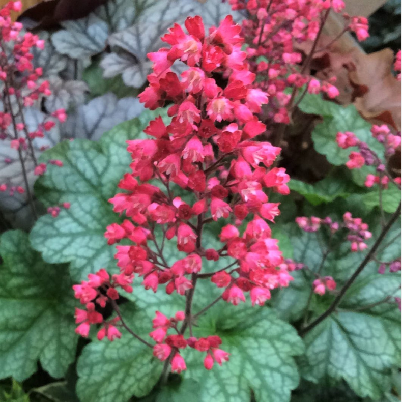 Heuchera hybrida Paris - Alunrod