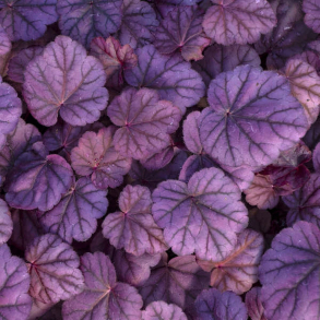 Heuchera hybrida Pink Panther - Alunrod
