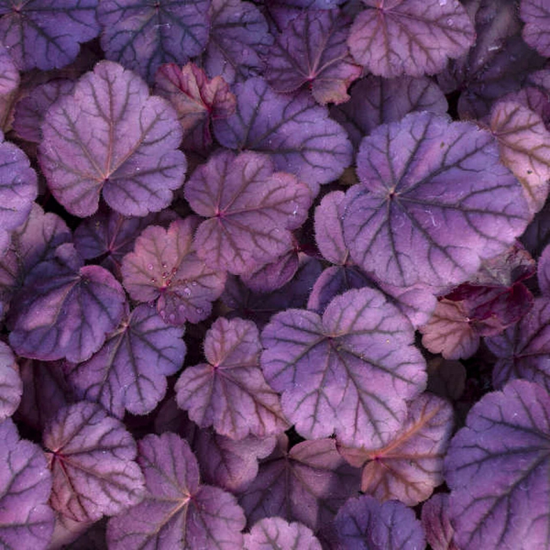 Heuchera hybrida Pink Panther - Alunrod