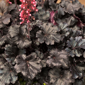 Heuchera hybrida Timeless Night - Alunrod