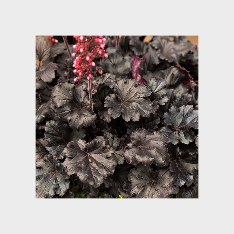 Heuchera hybrida Timeless Night - Alunrod