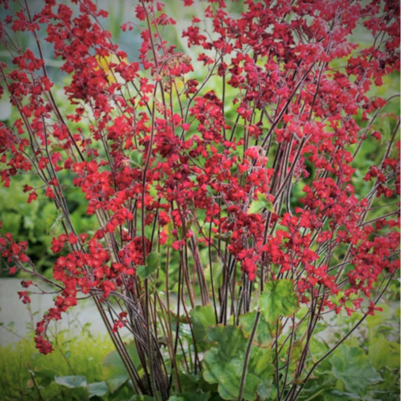 Heuchera sanguinea Leuchtk�fer - Alunrod