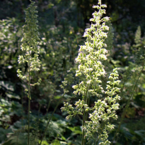 Heuchera villosa var. macrorrhiza - Alunrod