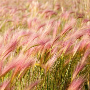 Hordeum jubatum - Egernhalebyg