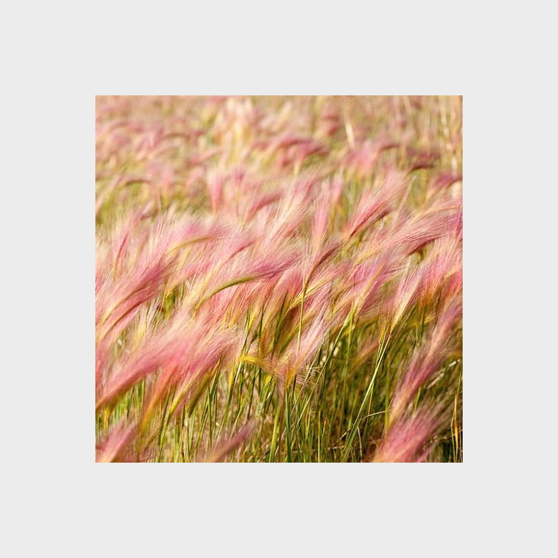 Hordeum jubatum - Egernhalebyg