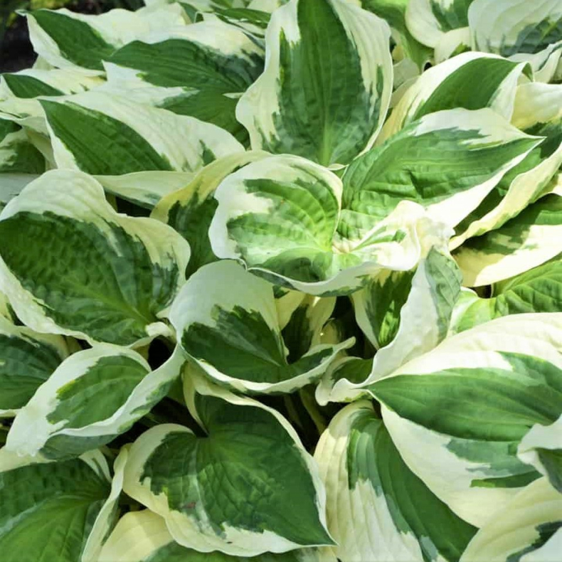 Hosta fortunei Patriot - Funkia
