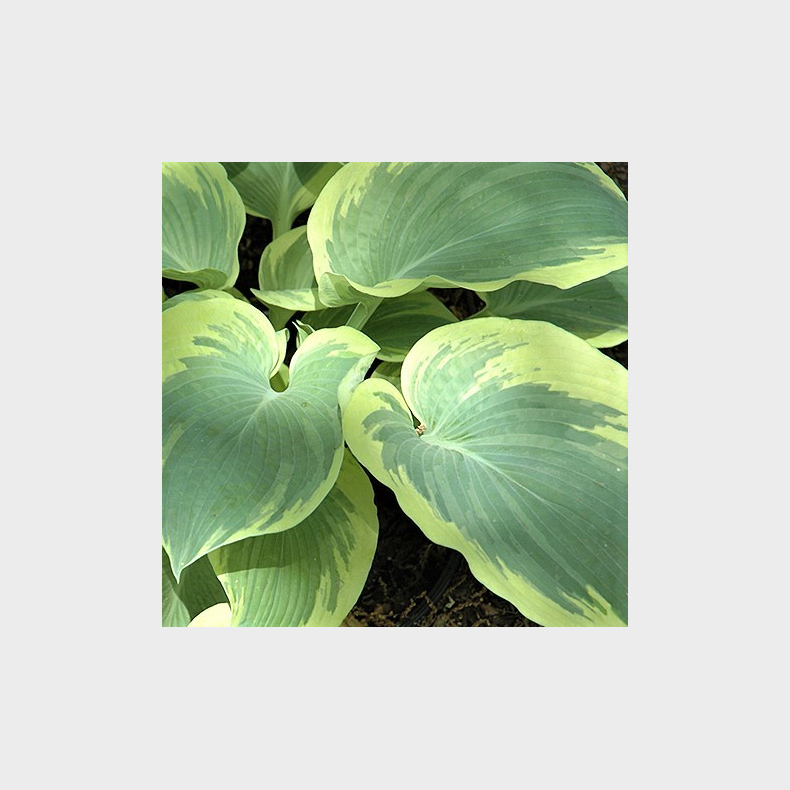 Hosta Northern Exposure - Funkia 1L