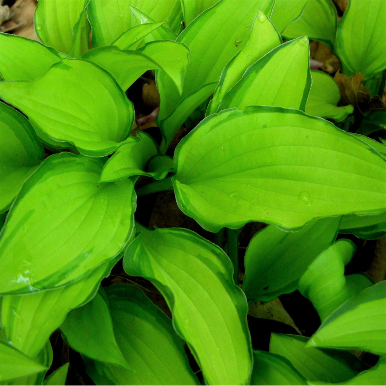 Hosta Twist Of Lime - Funkia 