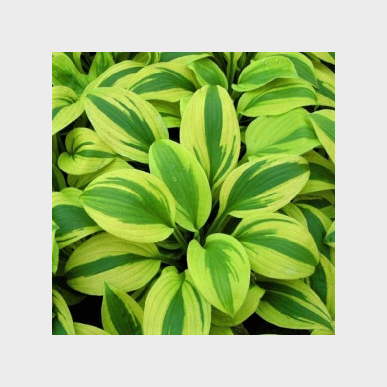 Hosta Velvet Moon - Funkia 1L