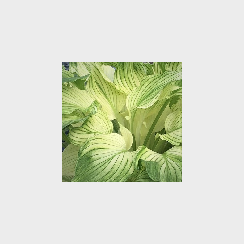 Hosta White Feather - Funkia 1L 