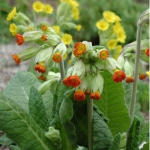 Primula veris  Sunset Shades - Hulkravet kodriver
