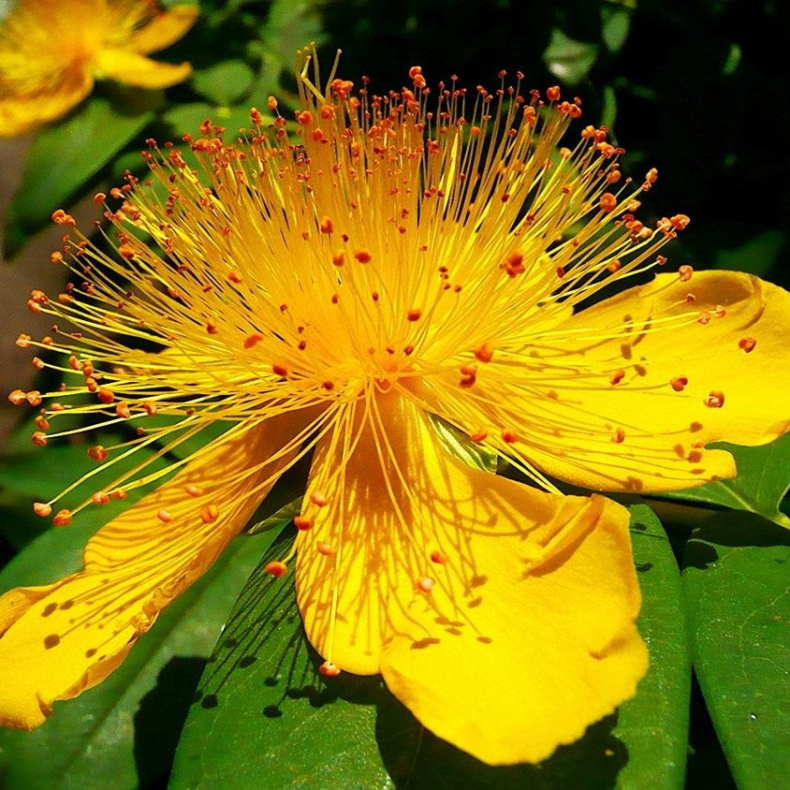 Hypericum calycinum - Storblomstret Perikon