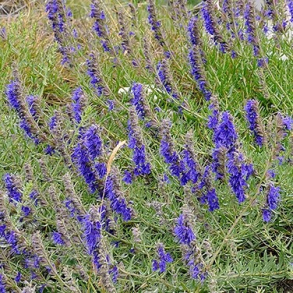 Hyssopus officinalis - Isop