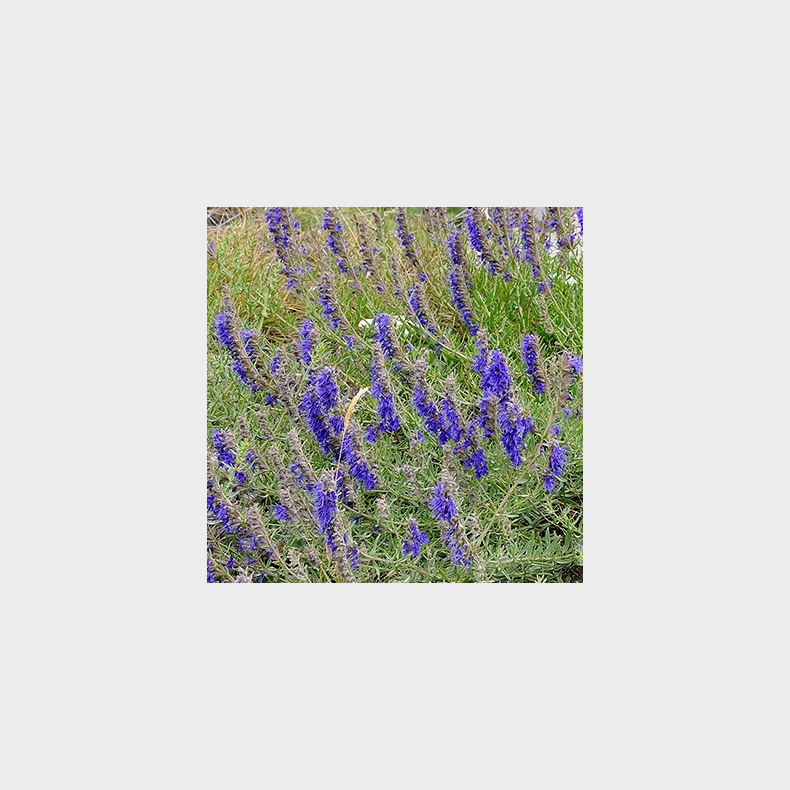 Hyssopus officinalis - Isop