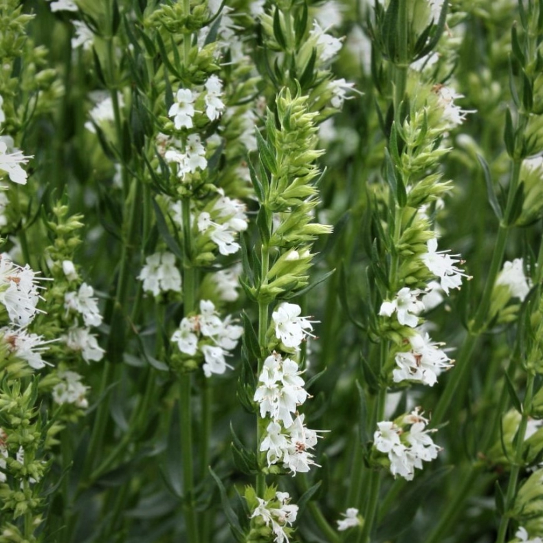 Hyssopus officinalis Albus - Isop