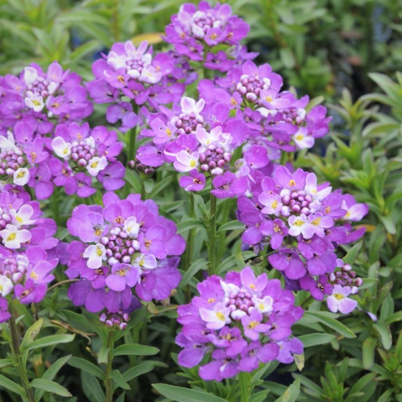 Iberis sempervirens Absolutely Amethyst -  Sl�jfeblomst
