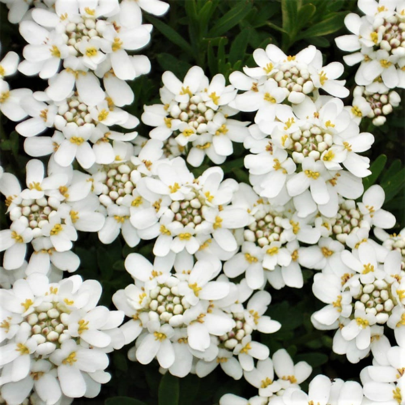 Iberis sempervirens Appen Etz - Sl�jfeblomst - Snepude