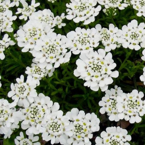 Iberis sempervirens Snowflake - Almindelig sl�jfeblomst - Snepude 