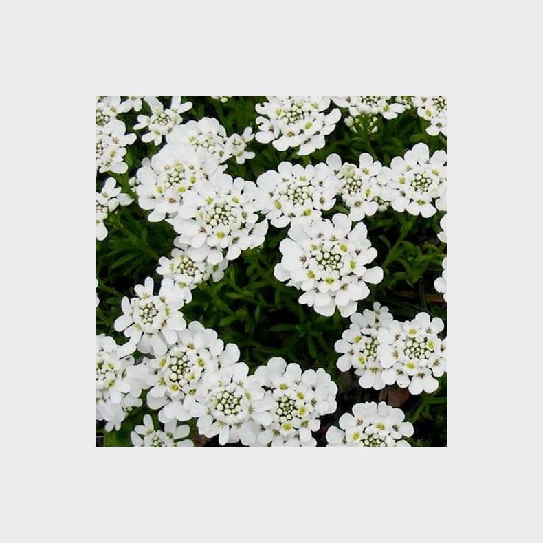 Iberis sempervirens Snowflake - Almindelig sljfeblomst - Snepude 