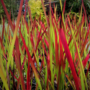 Imperata cylindrica Red Baron - Japansk blodgr�s