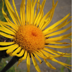 Inula helenium - L�gealant