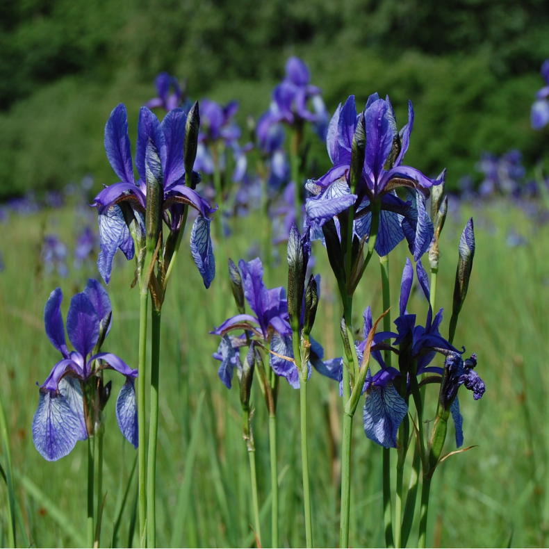 Iris sibirica -  Sibirisk Iris 1L