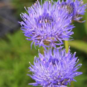 Jasione laevis - Bl�munke