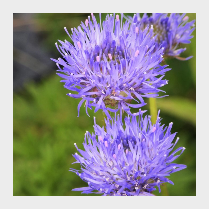 Jasione laevis - Blmunke
