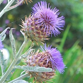 Cynara Cardunculus - Kardontidsel - 