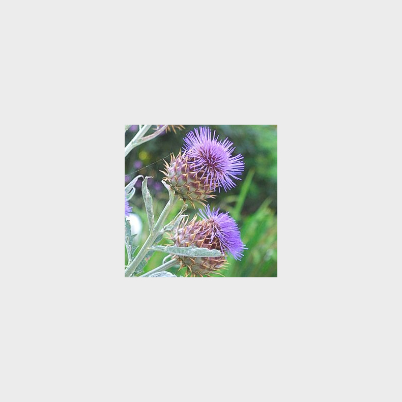 Cynara Cardunculus - Kardontidsel - 