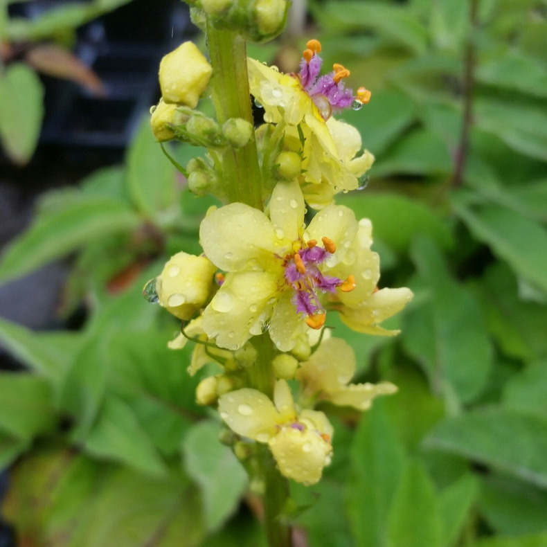 Verbascum nigrum - Kongelys
